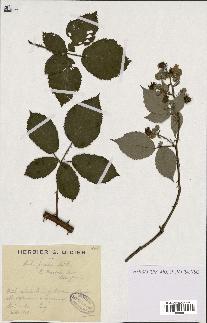 spécimen de Rubus procerus