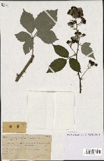 spécimen de Rubus procerus