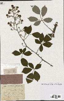 spécimen de Rubus ulmifolius