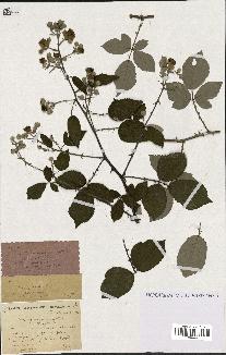 spécimen de Rubus ulmifolius