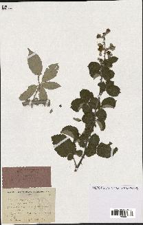 spécimen de Rubus ulmifolius