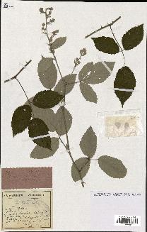 spécimen de Rubus ulmifolius