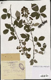 spécimen de Rubus ulmifolius