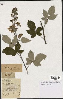 spécimen de Rubus ulmifolius