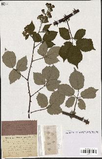 spécimen de Rubus ulmifolius