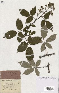 spécimen de Rubus ulmifolius