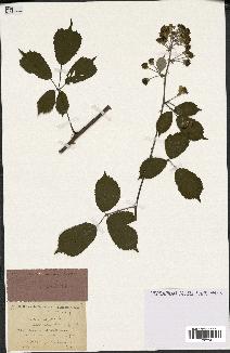 spécimen de Rubus ulmifolius