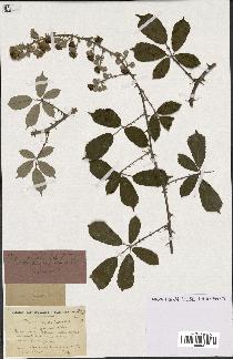 spécimen de Rubus ulmifolius