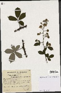 spécimen de Rubus ulmifolius