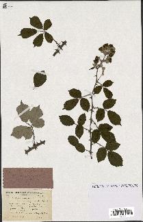 spécimen de Rubus ulmifolius