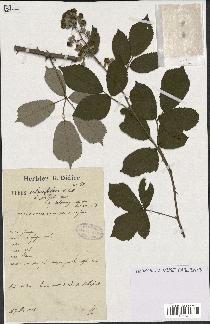 spécimen de Rubus ulmifolius