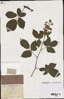 spécimen de Rubus ulmifolius