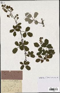 spécimen de Rubus ulmifolius