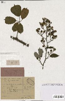 spécimen de Rubus ulmifolius