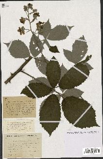 spécimen de Rubus lacertosus