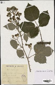 spécimen de Rubus lacertosus