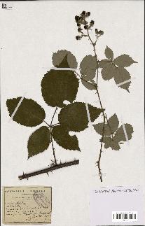 spécimen de Rubus lacertosus