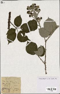 spécimen de Rubus lacertosus