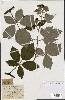 spécimen de Rubus lacertosus