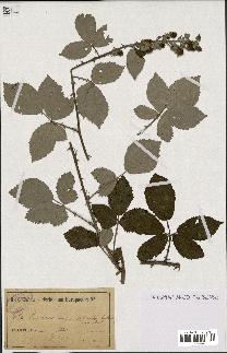 spécimen de Rubus lacertosus