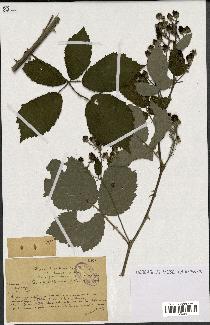 spécimen de Rubus lacertosus