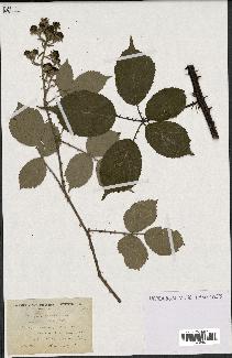 spécimen de Rubus lacertosus