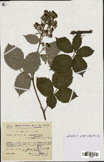 spécimen de Rubus thyrsoideus