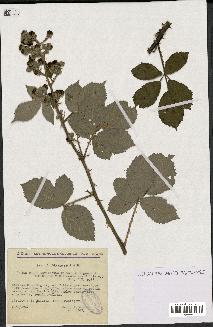 spécimen de Rubus phyllostachys