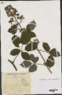 spécimen de Rubus obtusatus