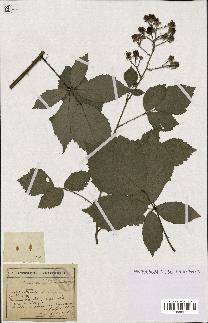 spécimen de Rubus mutabilis