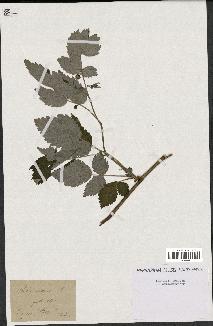 spécimen de Rubus idaeus