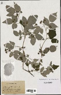 spécimen de Rubus idaeus