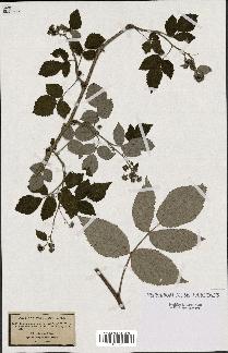 spécimen de Rubus idaeus