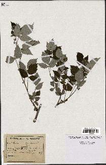 spécimen de Rubus sp.