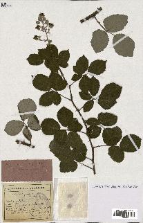 spécimen de Rubus ulmifolius