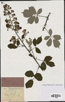 spécimen de Rubus ulmifolius