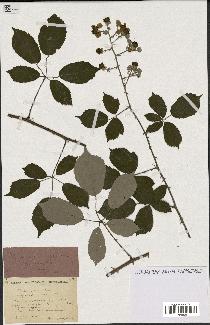 spécimen de Rubus ulmifolius