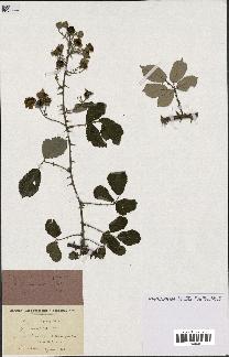 spécimen de Rubus ulmifolius