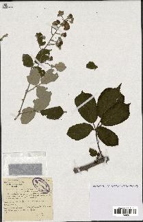 spécimen de Rubus ulmifolius