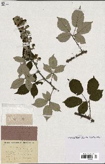 spécimen de Rubus ulmifolius