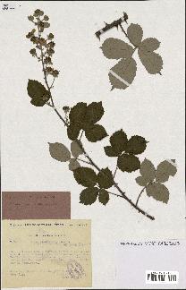 spécimen de Rubus ulmifolius