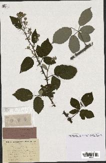 spécimen de Rubus ulmifolius