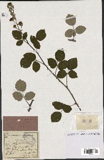 spécimen de Rubus ulmifolius