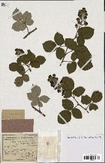 spécimen de Rubus ulmifolius