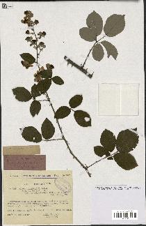 spécimen de Rubus ulmifolius