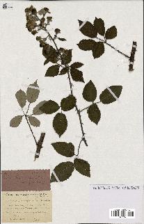 spécimen de Rubus ulmifolius