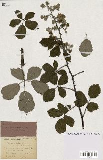 spécimen de Rubus ulmifolius