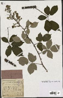 spécimen de Rubus ulmifolius