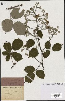 spécimen de Rubus ulmifolius