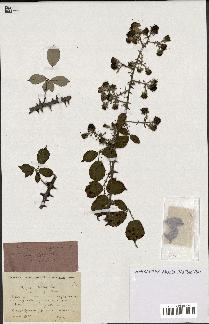 spécimen de Rubus ulmifolius